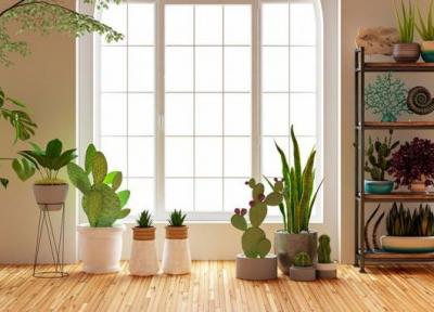20 گیاه آپارتمانی برای تصفیه کردن هوای خانه