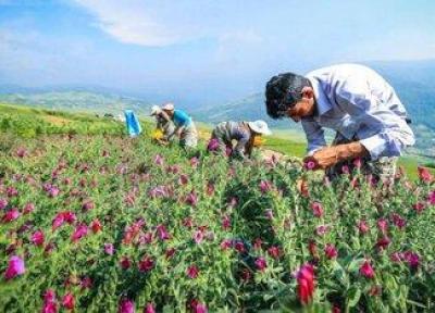 توسعه 298 هزار هکتاری گیاهان دارویی در مراتع ظرف چهار سال
